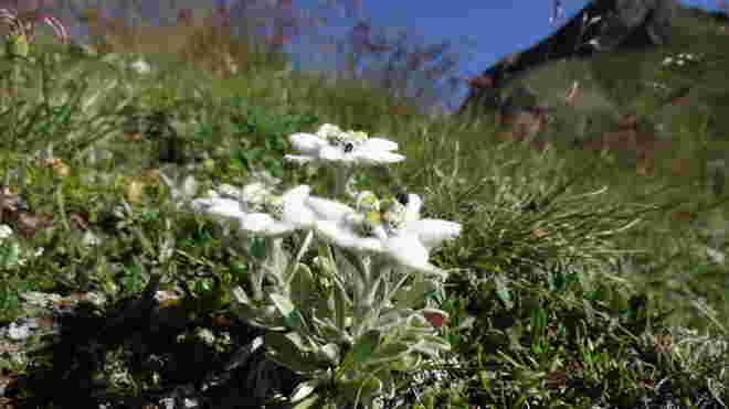 Edelweiss mit Insekten