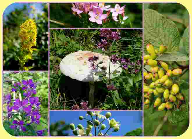 Botanische Eindrücke