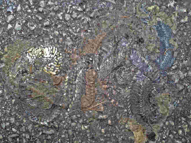 Fossilie ?