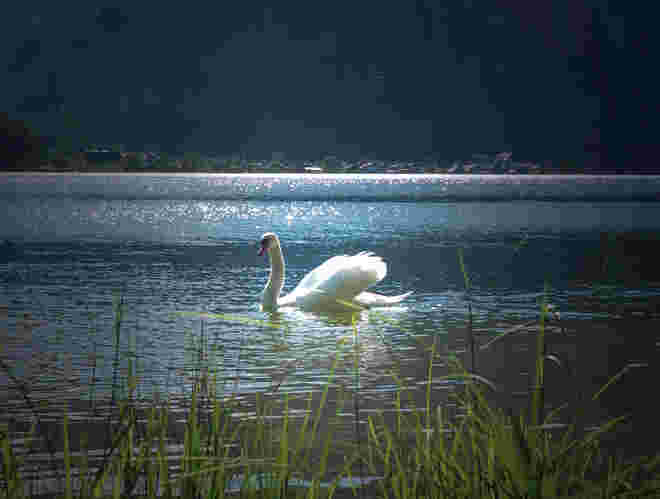 Schwan am Hallstättersee