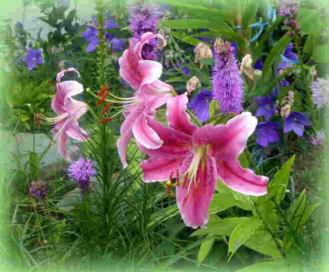 Lilien