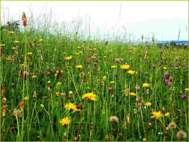 Sommerwiese