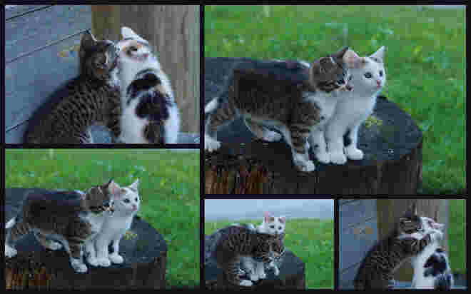 Katzenkinder
