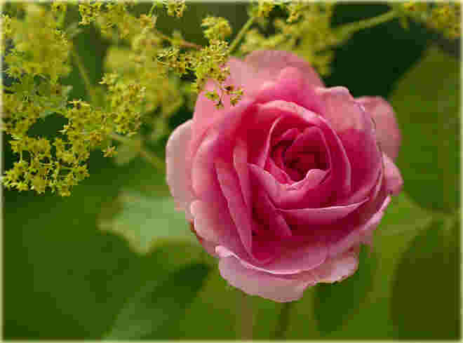 Rosenduft