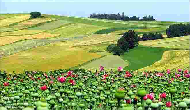 Waldviertel-Impression  II