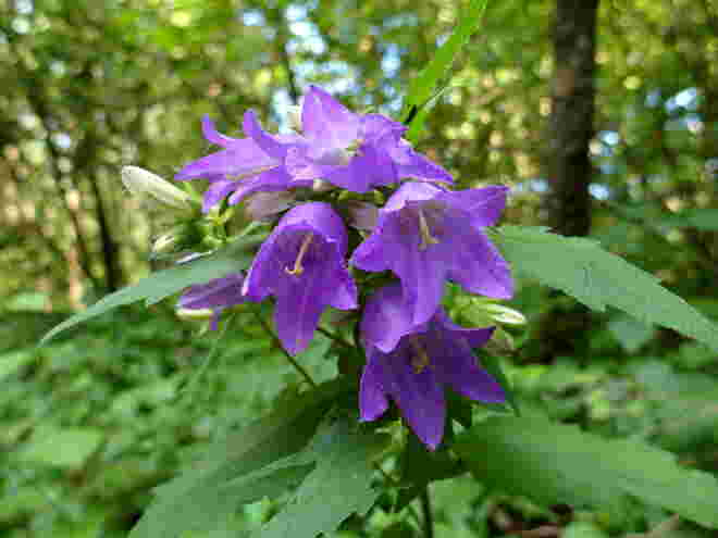 Nesselblättrige Glockenblume