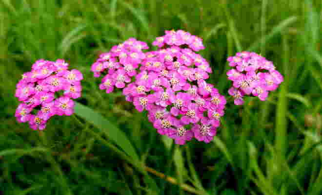 Kräftiges Pink