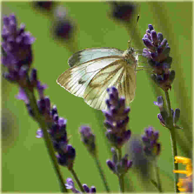 Kohlweissling beim Lavendel