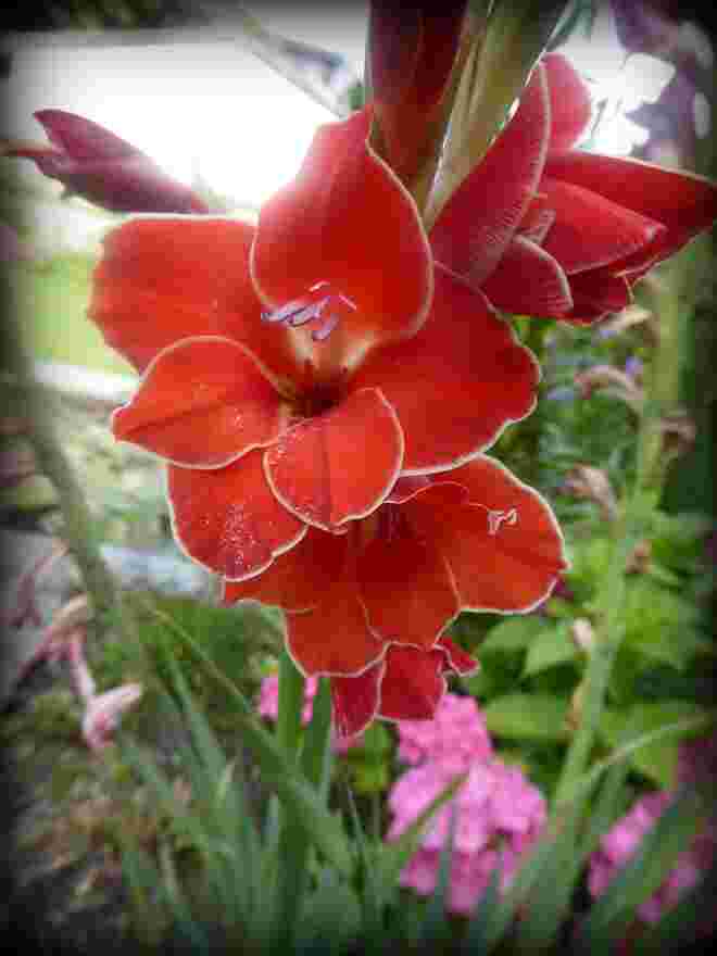 Gladiole