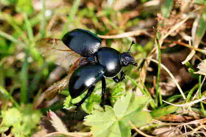 Waldmistkäfer