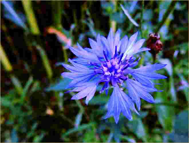 Kornblume