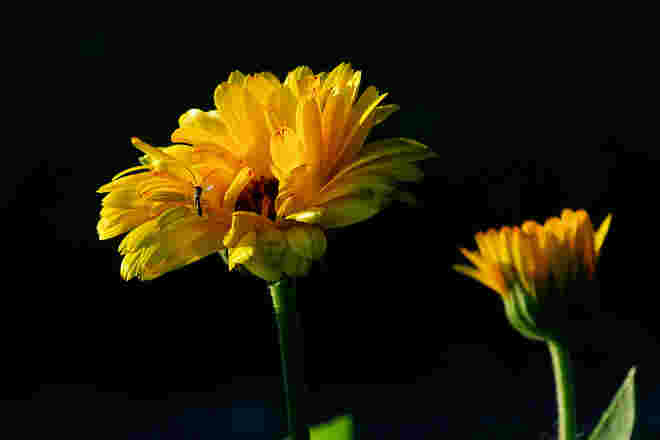 Ringelblumen