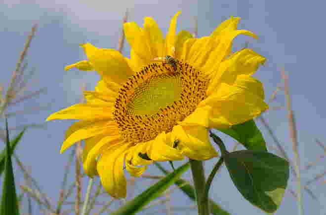 "SONNENBLUMENBESUCHER"