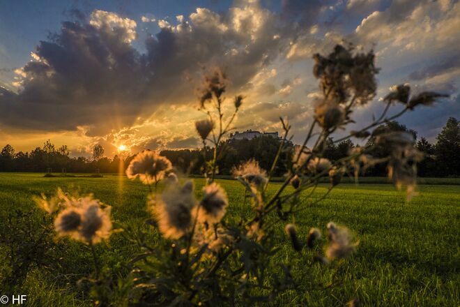 Wärmende Augustabendsonne