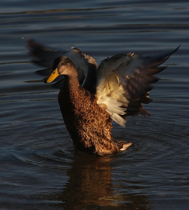 E wie Engel oder E wie Ente?