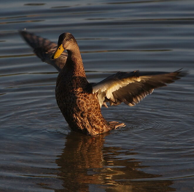 Morgengymnastik mit Ilse Bu...äh Ilse Ente