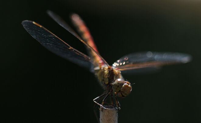 Ein Lächeln am Morgen...