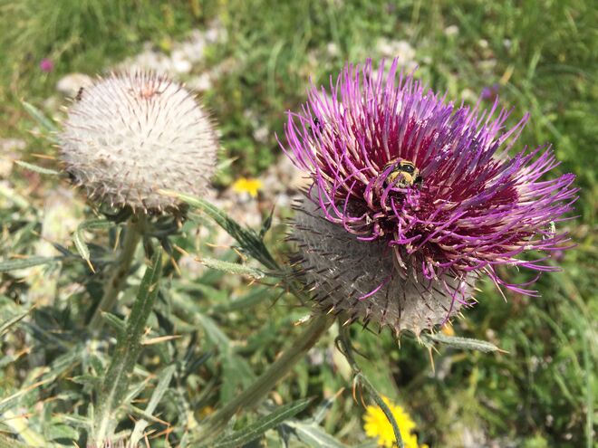 Wollköpfige Kratzdistel