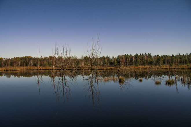Reflektionen im Moorsee