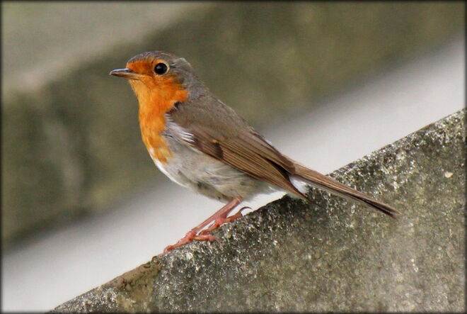 Lieblingsplatz auf der Mauer....
