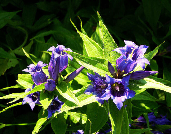 blau zwischen Farnen