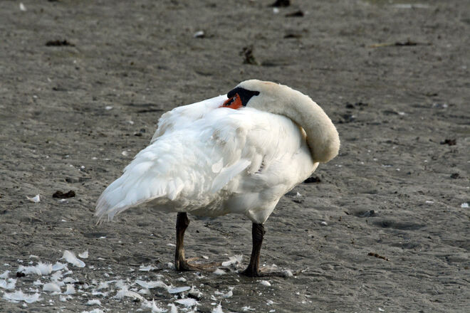Noch schläft alles 2