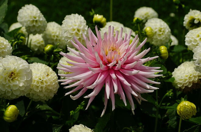 Pastellige Dahlienfülle
