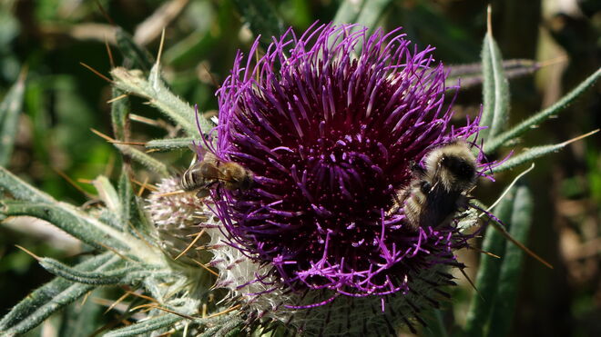 Eifrige Nektarsammler