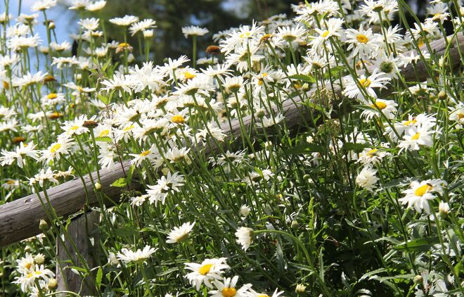 Üppiges Blühen ums Gartenwegerl