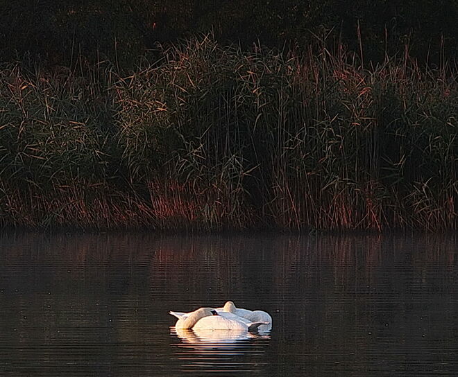 Wie Schwäne schlafen