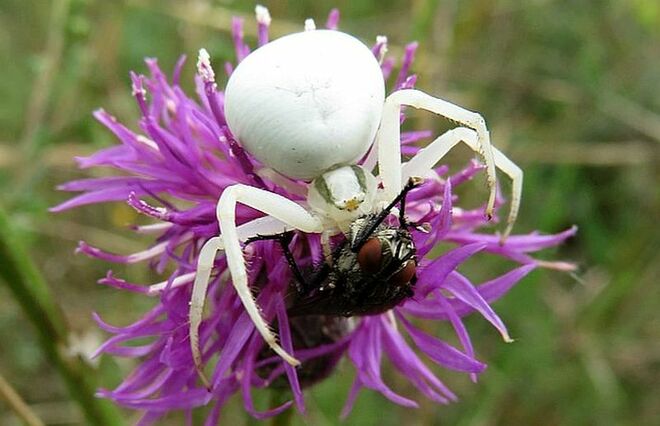 Krabbenspinne mit Beute