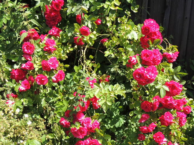 überall blühen Rosen, überall...