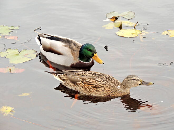 was will denn der schon wieder