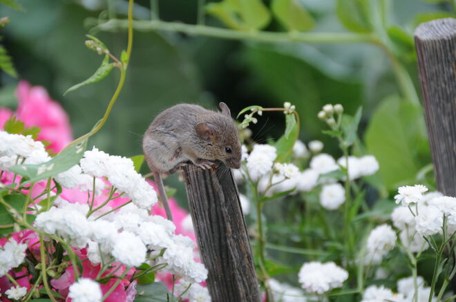Muss mal Ausschau halten nach der Katze!