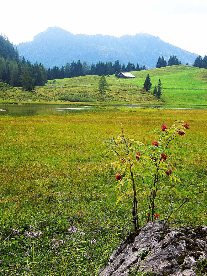 . . .  rote Beeren am Seewaldsee . . .