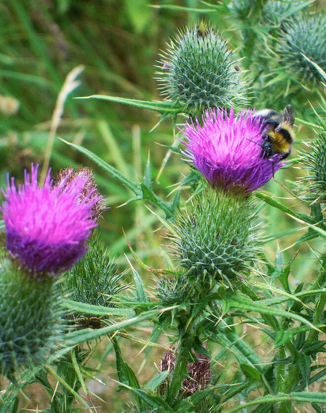 Hummelchen landet punktgenau