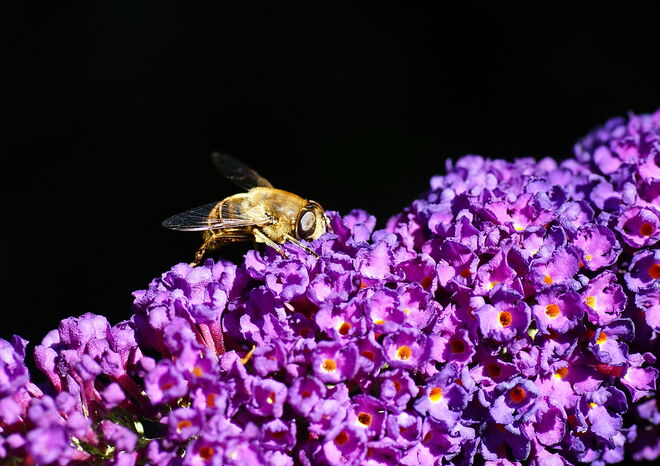 ... eingetaucht im Sommerflieder