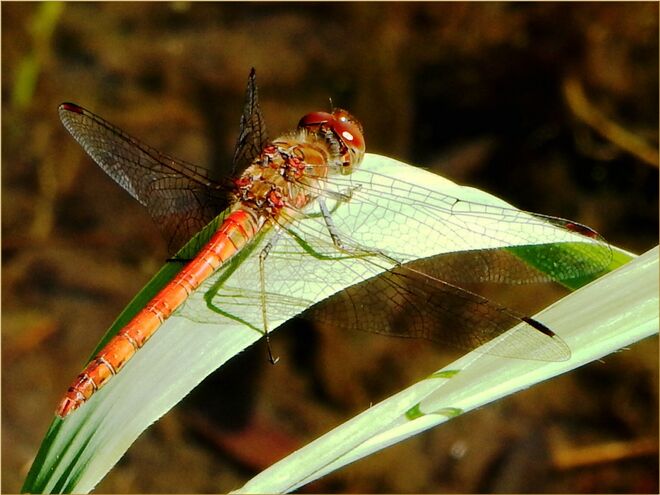 Ein schöner Rücken kann auch entzücken .....