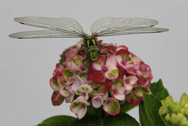 Besuch auf der Hortensie