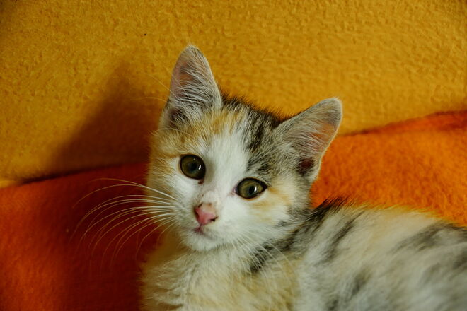 Niemand vermisst unsere Findlingskatze - weiß jemand ein gues Platzerl?