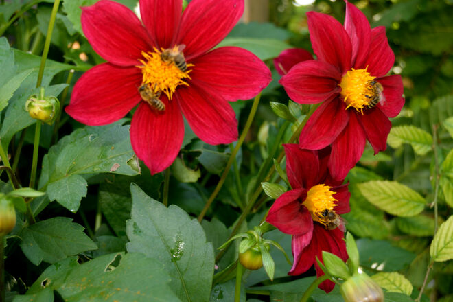 morgendliches Getummel auf den Dahlien
