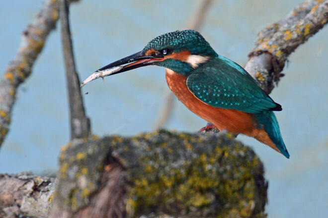 Fliegender Edelstein 3