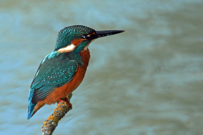 Fliegender Edelstein 2