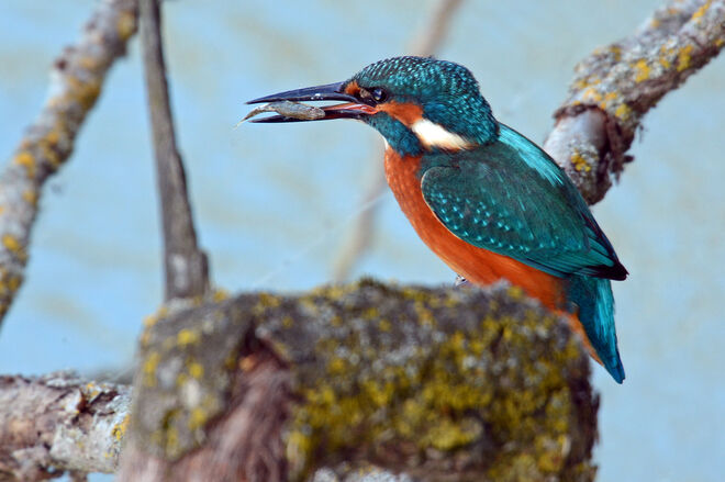 Fliegender Edelstein 1