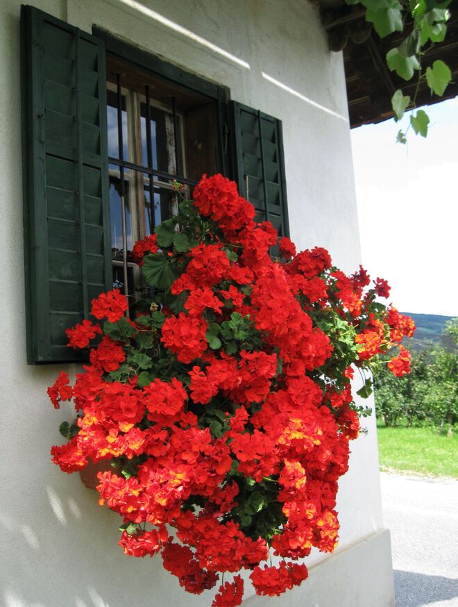 Sommerlicher Fensterschmuck I
