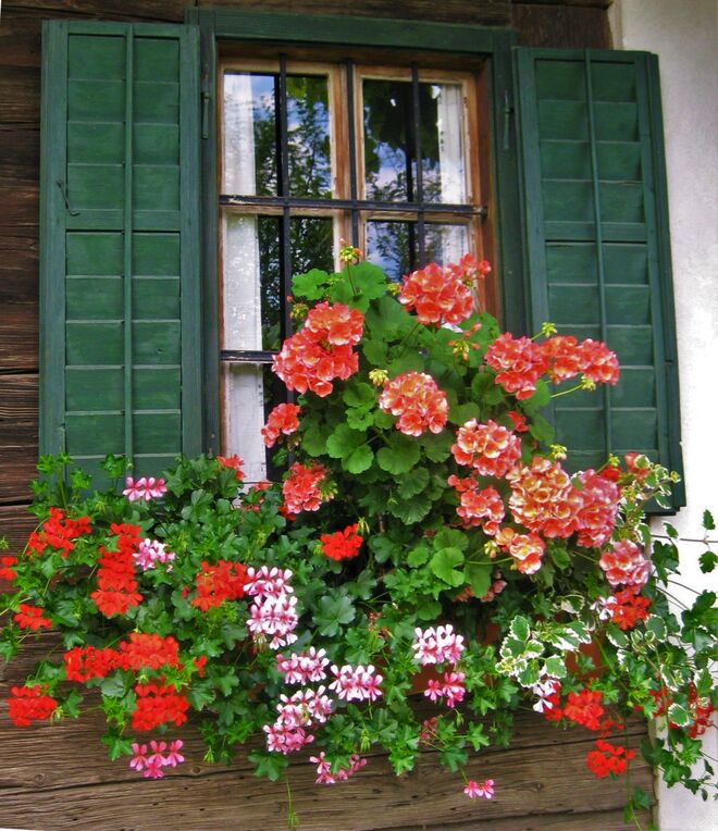 Sommerlicher Fensterschmuck III