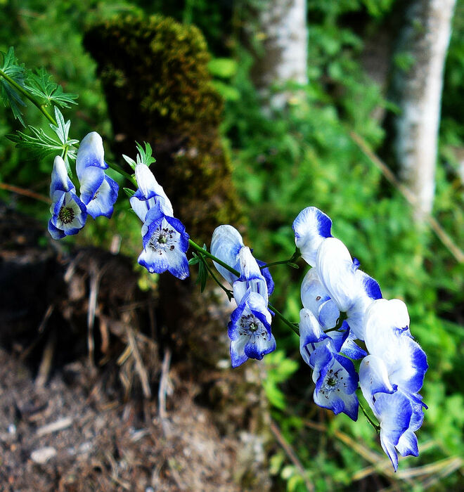 eigentlich dunkelblau ?