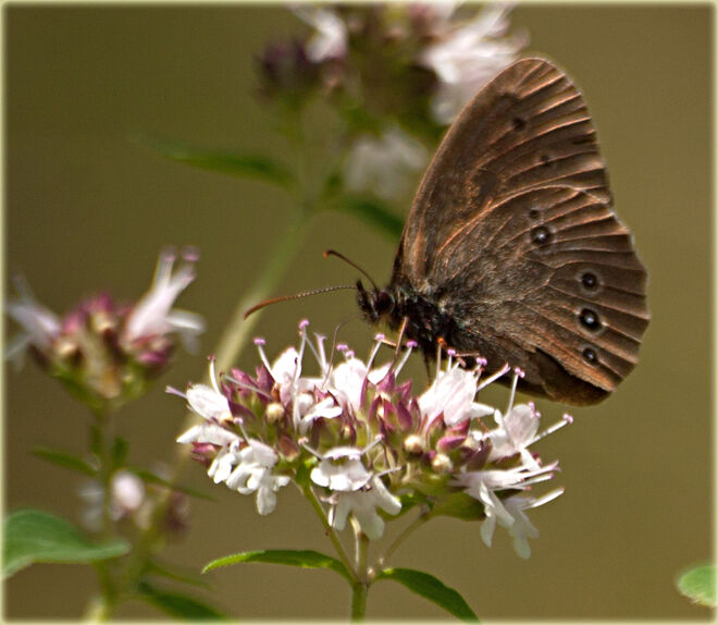 Waldvogel auf einer Oreganoblüte