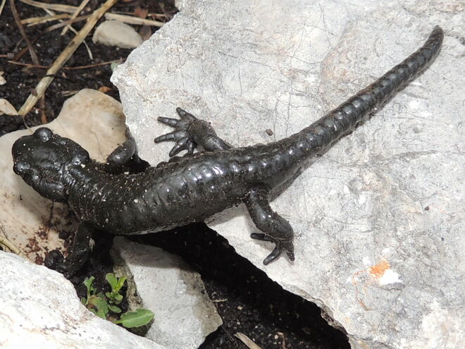 auch schon ein seltener Gast