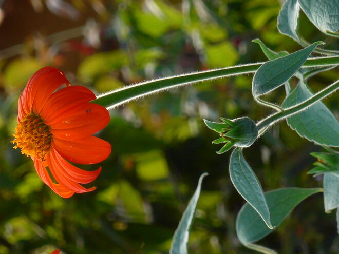 Von den letzten Sonnenstrahlen berührt
